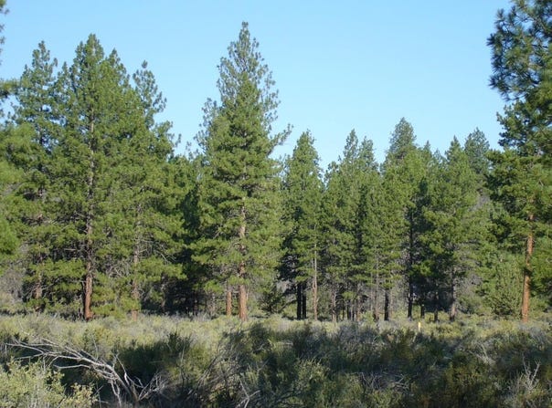 20 acres off Technor Robison Rd., Macdoel, CA 96058