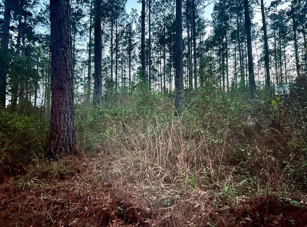 3341 County Road 1095, Center, TX 75935