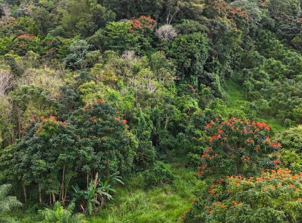 ManatÃ, ManatÃ, PR 00612