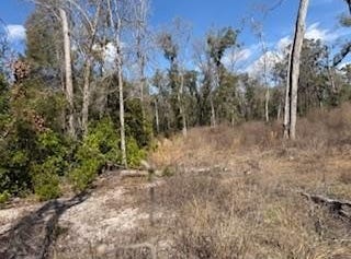 135 NE 349th Ave, Old Town, FL 32680