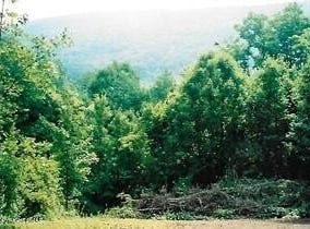 Pantherlick Road, Sugar Run, PA 18846