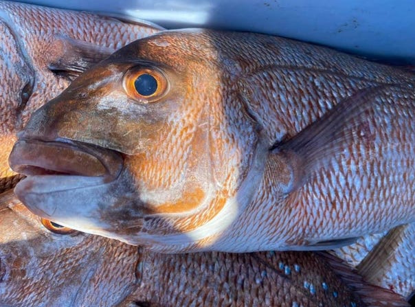 Snapper Express Charters Limited, Thames, Thames-Coromandel