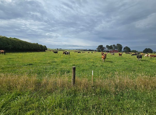 Graves, Eltham, South Taranaki