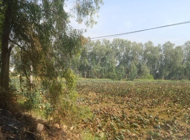 Preaek Koy, S'ang, Kandal
