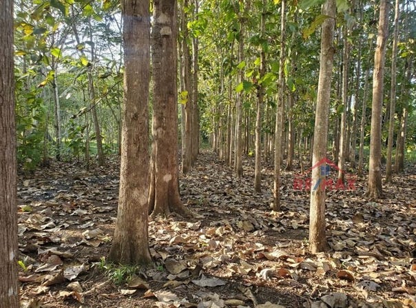 near San Ignacio Town, Cayo, Belize, San Ignacio, Cayo District, San Ignacio, Cayo District