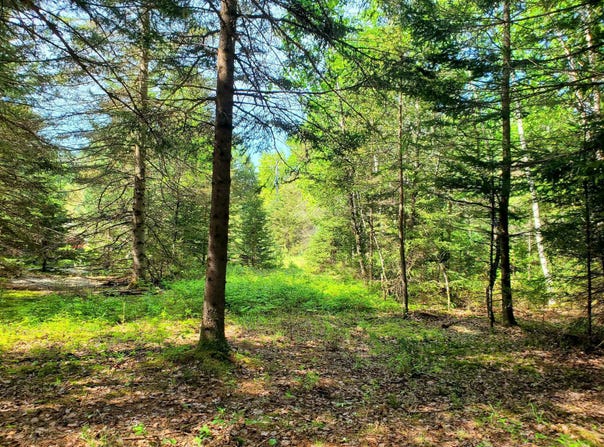 Ch. de la Rivière N., Rivière-Rouge, Quebec J0T1T0
