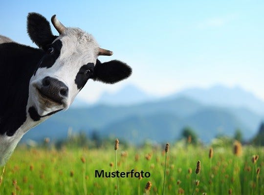 Via Fund, Lema, Ticino 6986