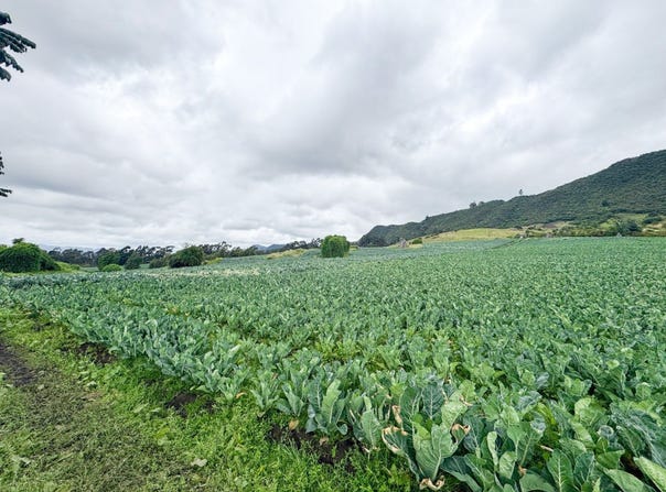 Tabio, Cundinamarca 250237