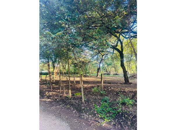 Finca Panama, Guanacaste Province, Guanacaste Province
