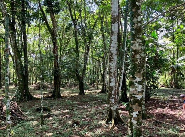 Farm for Sale in San Carlos, La Tigra, Alajuela