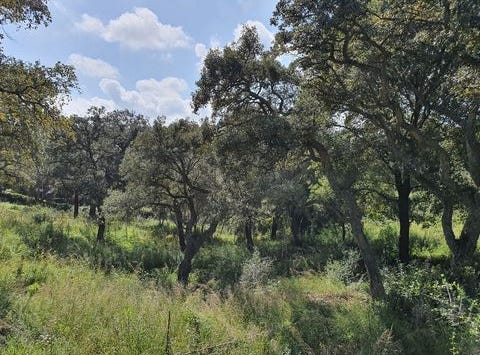 Sotogrande Alto, Cadiz