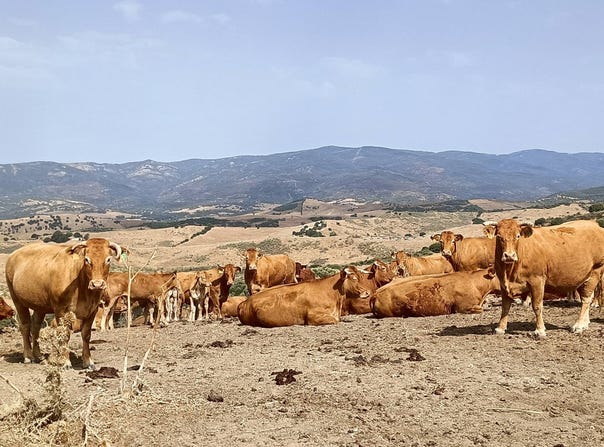 Gaucín, Andalusia 29480