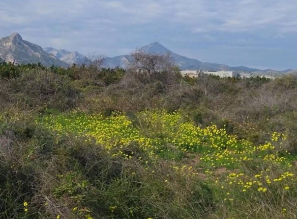 Gandia, Valencian Community 46730