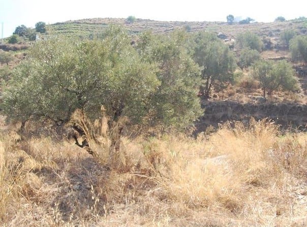 Cómpeta, Andalusia 29754