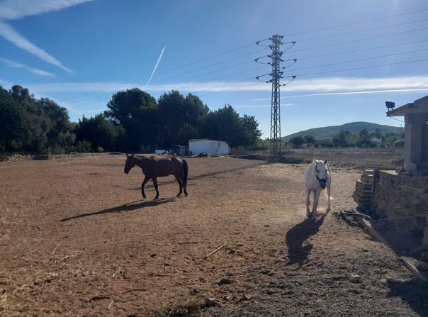 Sant Joan de Labritja, Balearic Islands 07810