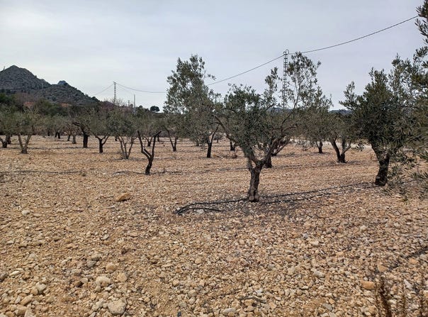 La Romana, Valencian Community 03669