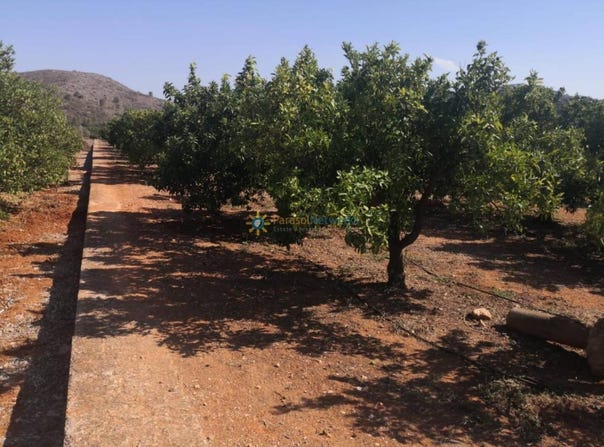 Oliva, Valencian Community 46780