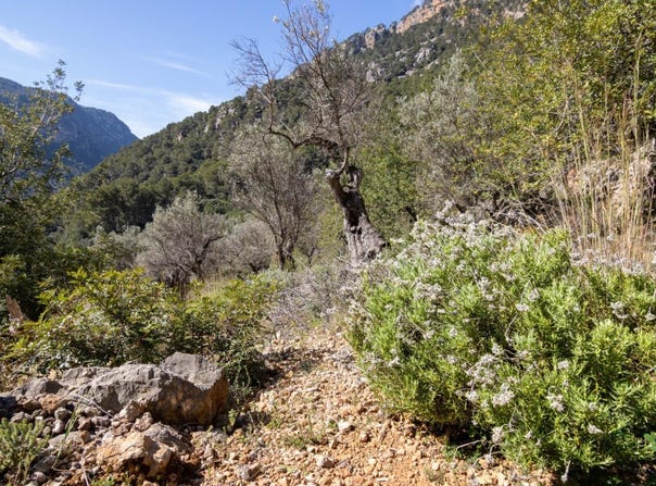 Soller, Balearic Islands 07100