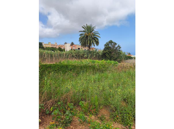 Tacoronte, Canary Islands