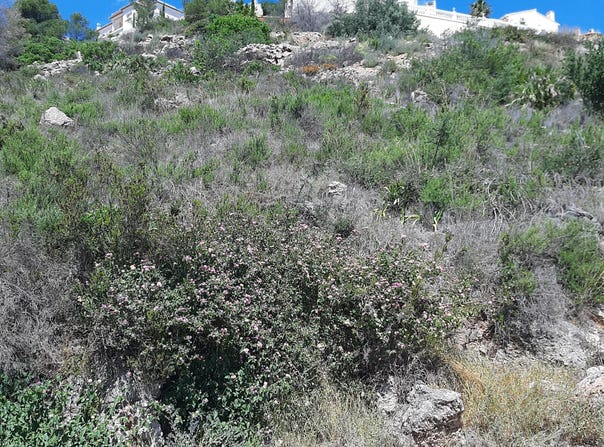Pego, Valencian Community 03780