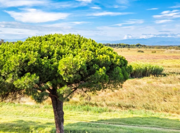 Canet-en-Roussillon, Languedoc-Roussillon 66140