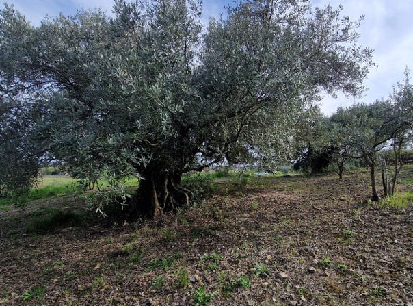 Fontes, Occitanie 34320
