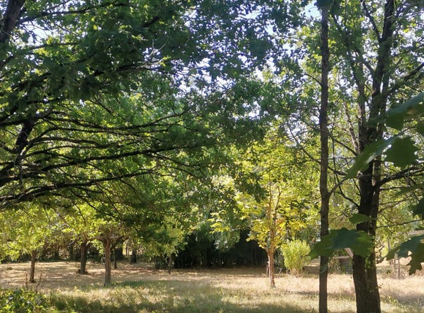 NEGREPELISSE, Occitanie 82800