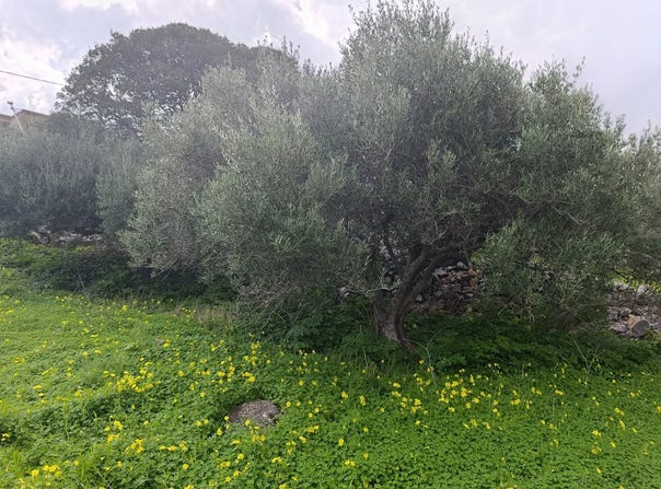 Kato Pines, Crete 72100