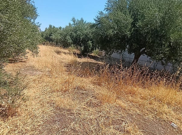 Kritsa, Crete 72051