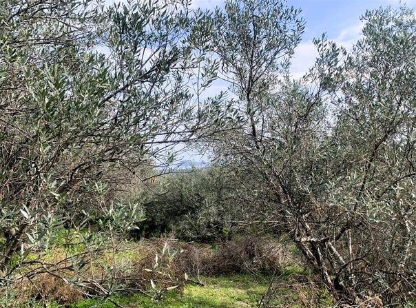 Maleme, Crete 73014