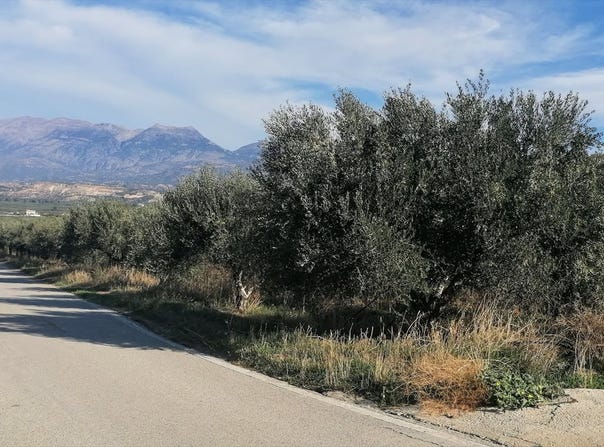 Kouses, Crete