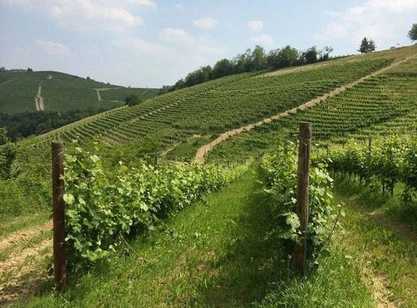 Barbaresco, The Piedmont 12050