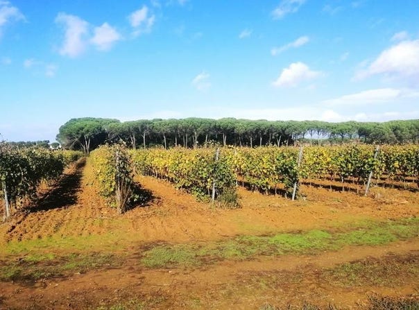 Cortona, Tuscany 52044
