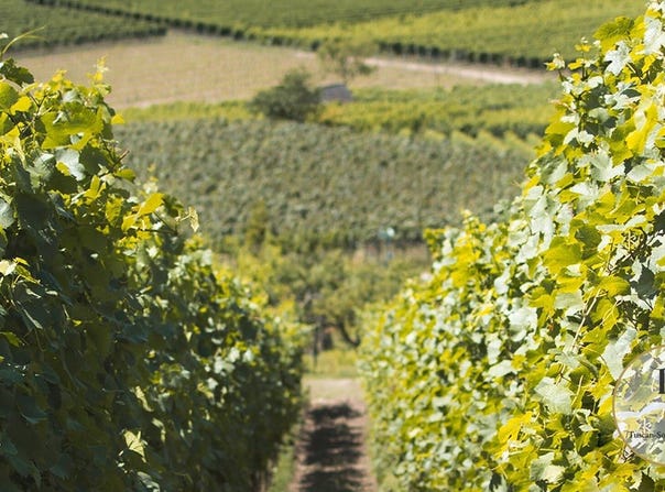 Montalcino, Tuscany 53024