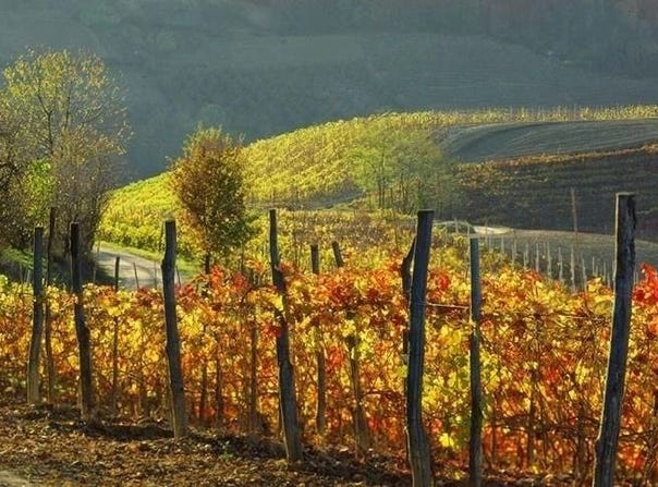 Monforte d'Alba, The Piedmont 12065
