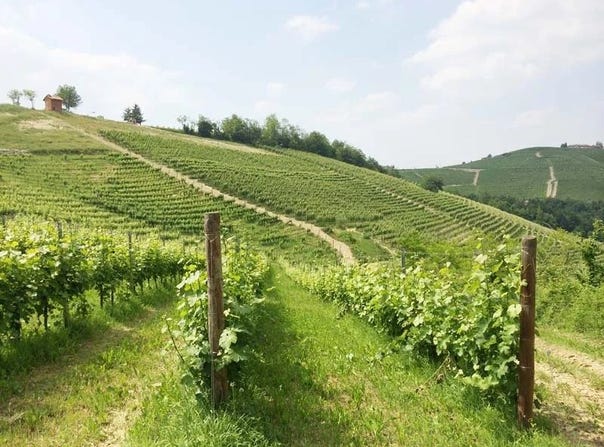 Monforte d'Alba, The Piedmont 12065