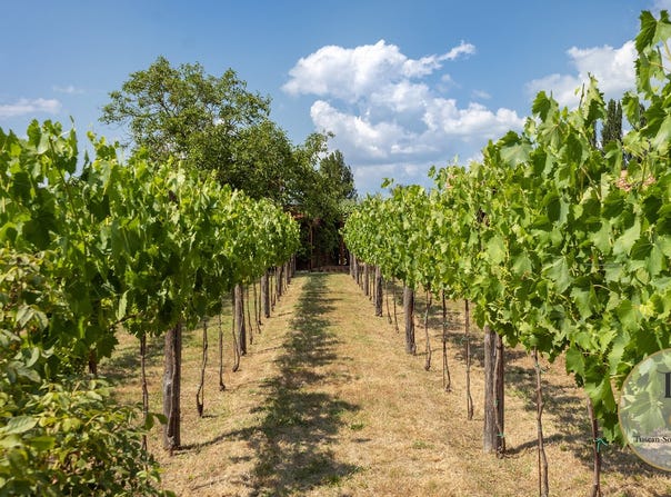 Montepulciano, Tuscany 53045