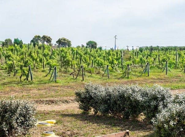 Grosseto, Tuscany 58100