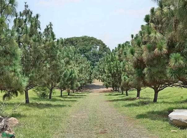 Canario Mza 04-071 lote 8, San Rafael, Cuauhtémoc, Colima, Cuauhtemoc, Colima 28501