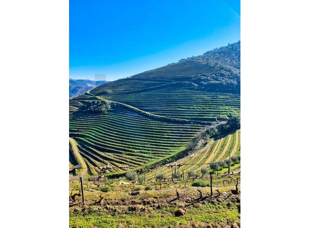 Ervedosa do Douro, Viseu District
