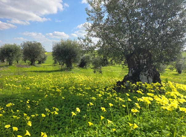 PEDRÓGÃO VDG, Beja District