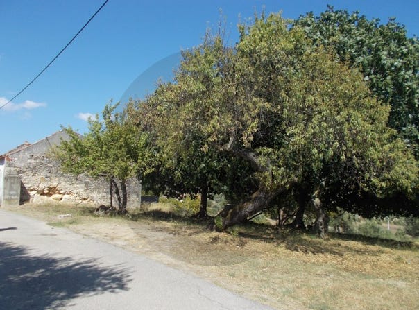 Brogueira, Santarém District