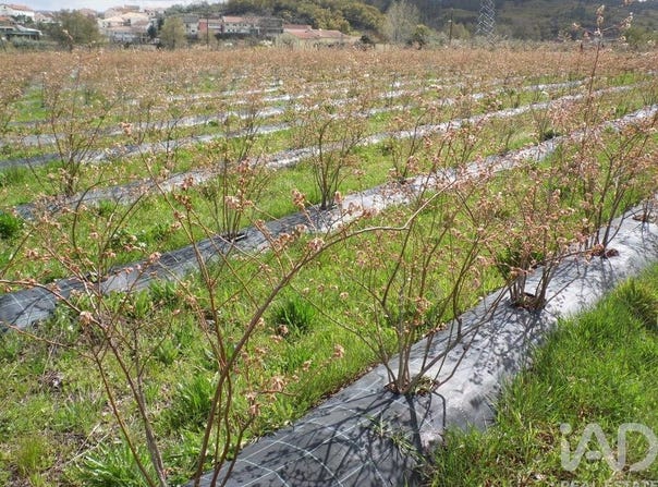 Orjais, Castelo Branco 6200