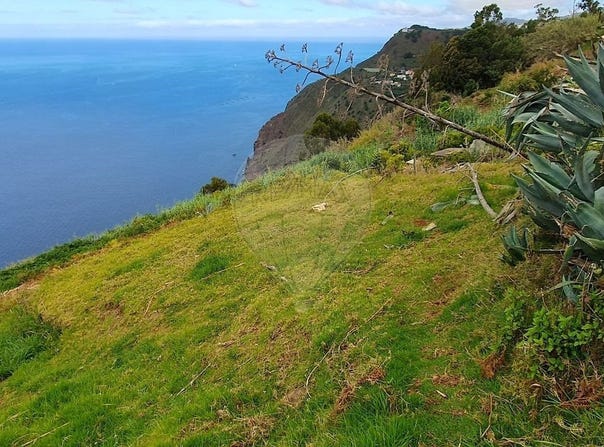 Canhas, Madeira 9360