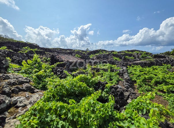 Madalena, Azores