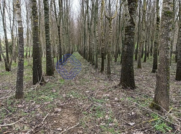 Tuizelo, Bragança 5320