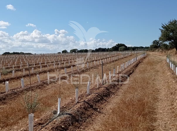 Cano, Sousel, Portalegre District 7470