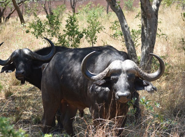 Bela Bela, Limpopo 480