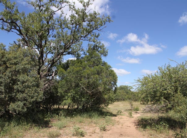Moditlo Wildlife Estate, Limpopo 1380