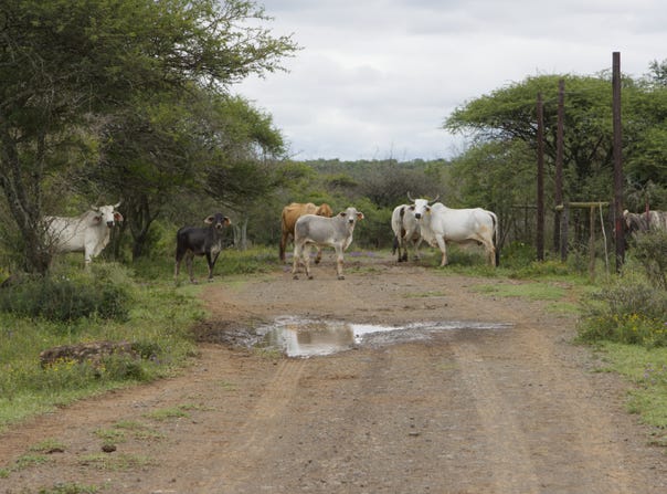 Weenen, KwaZulu-Natal 3325